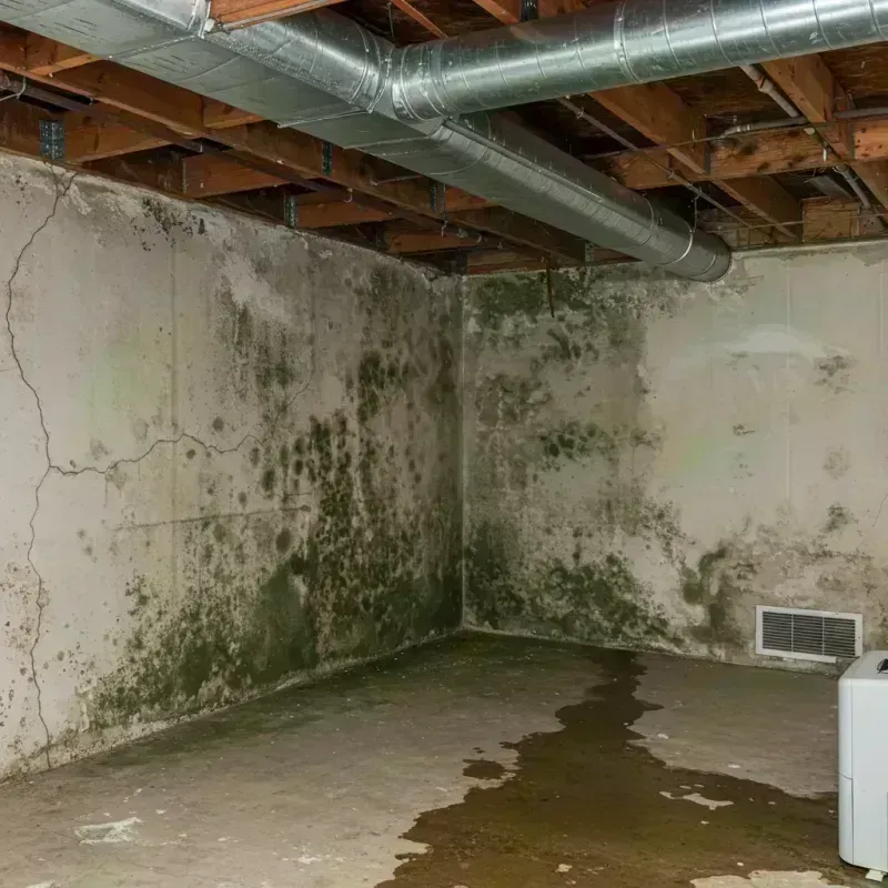 Professional Mold Removal in Clinton County, IL